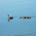 Photo Lead Nurture Sequences