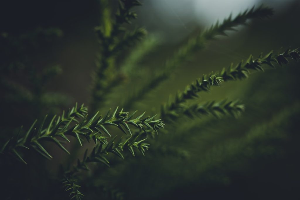 Photo Evergreen Content