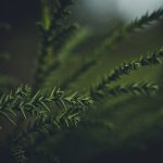 Photo Evergreen Content